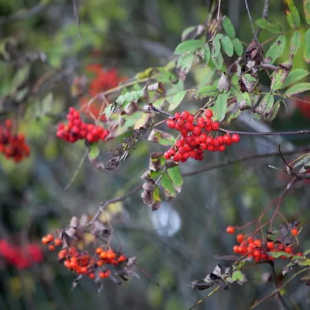 In Dresden-freital Rabenau