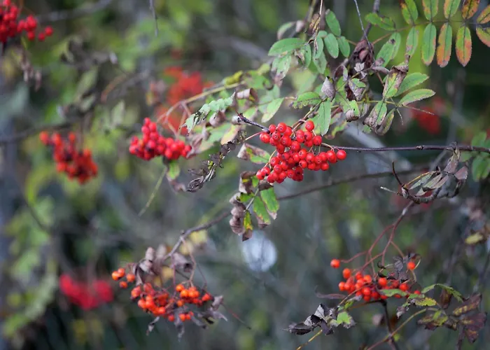 Gemuetliche Mit Kamin In Dresden-freital Rabenau